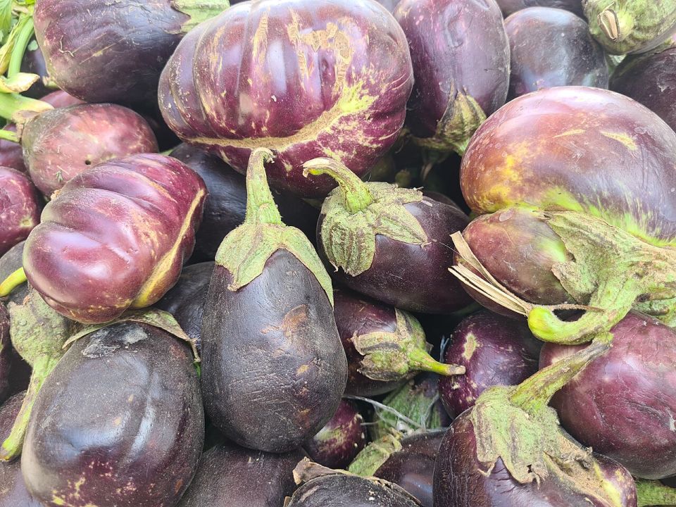 باذنجان