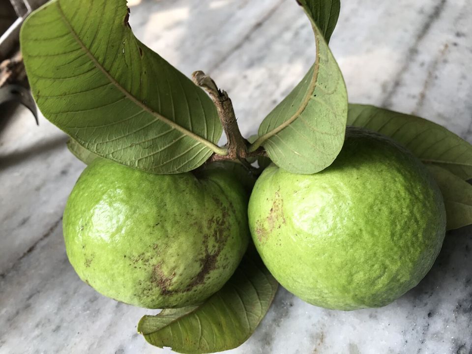 جوافة