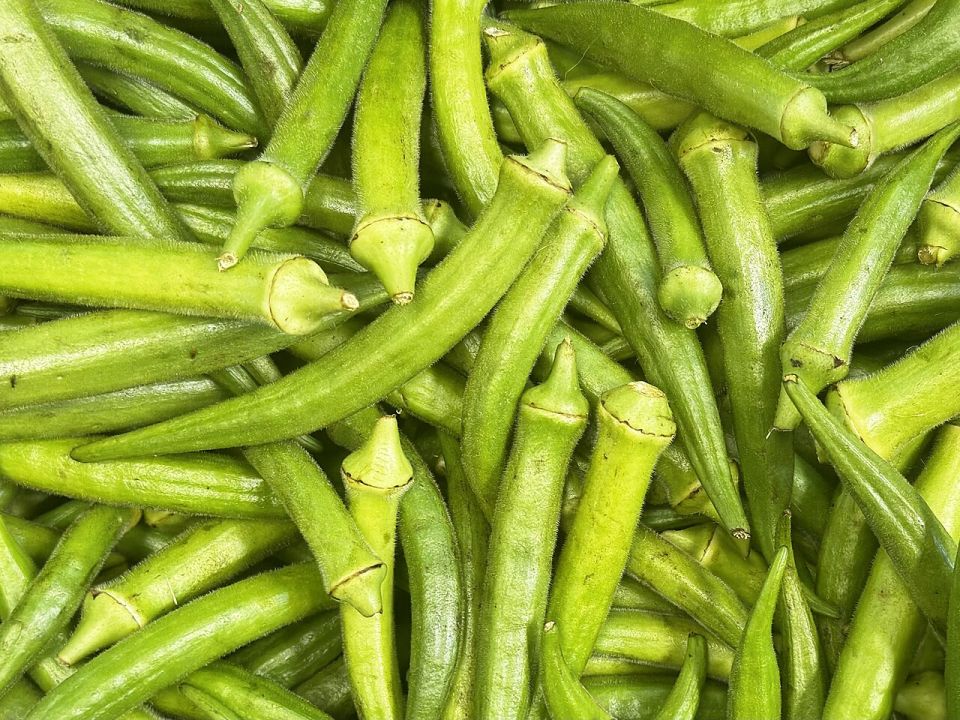 بامية