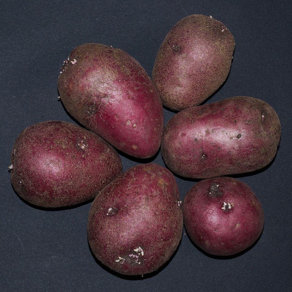 بطاطس